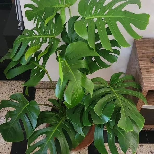 Plantas grandes e lindas 