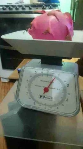 mudas de pitayas * - Foto 2