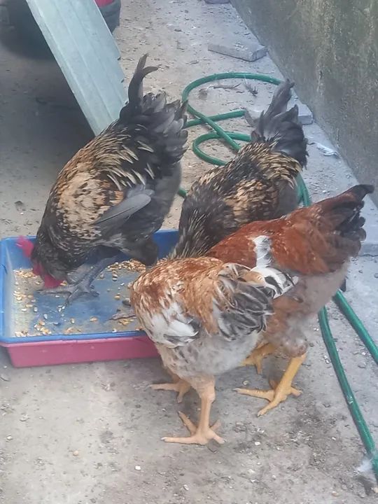 Frangos Caipiras 5 meses - Foto 5