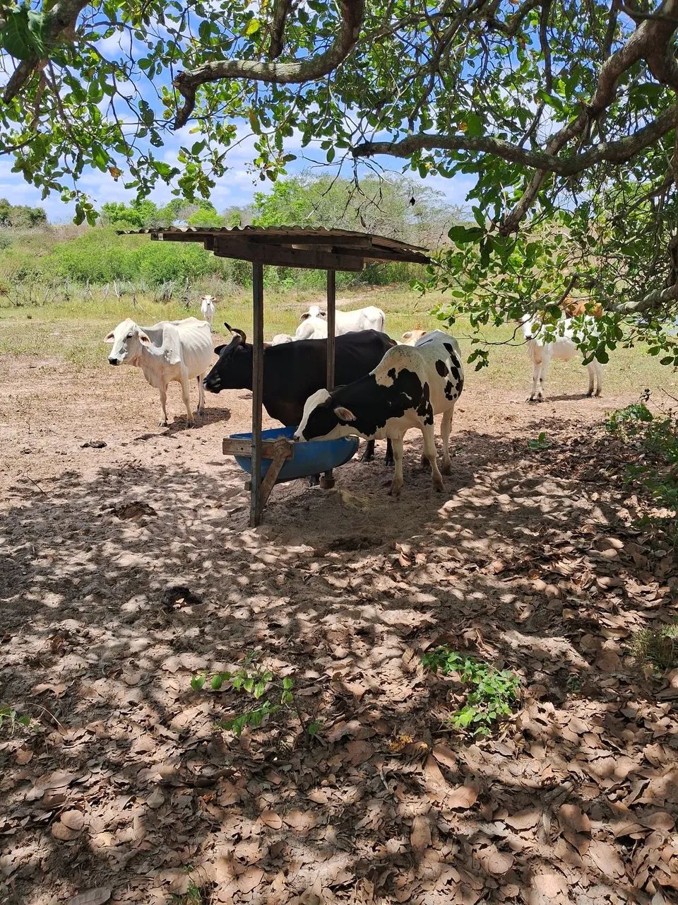 Nelore pintado - Foto 4