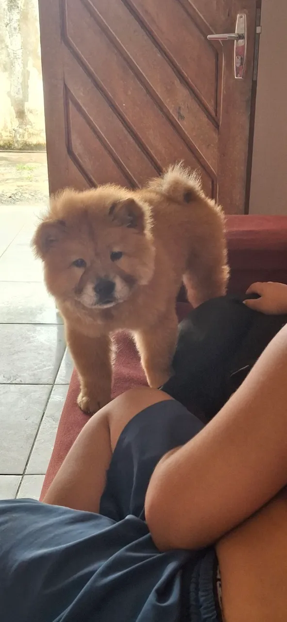 Chow Chow Filhote - Pelúcia de Amor!