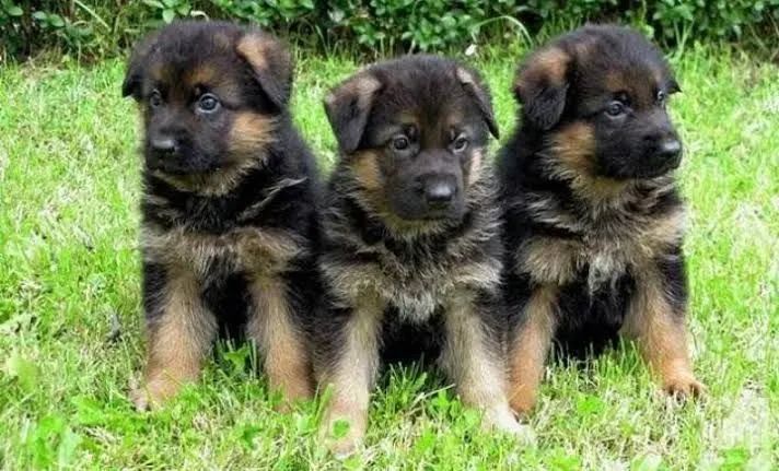 Três filhotes de Pastor Alemão