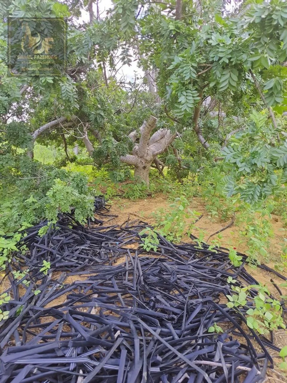 Fazenda com 45 hectares em jandaira com 2 poços tubulares 100% plana
