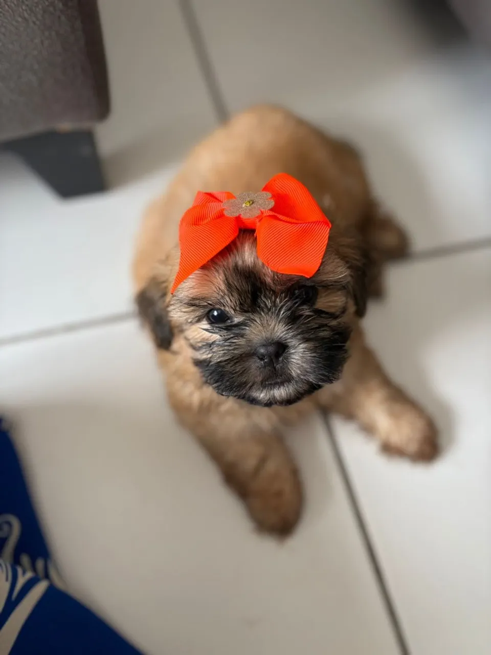 Filhote de Shih Tzu com lacinho