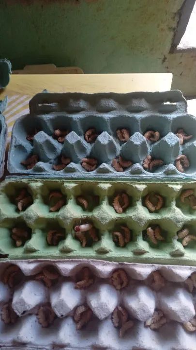 50 Pupas de tenebrio gigante - Foto 2