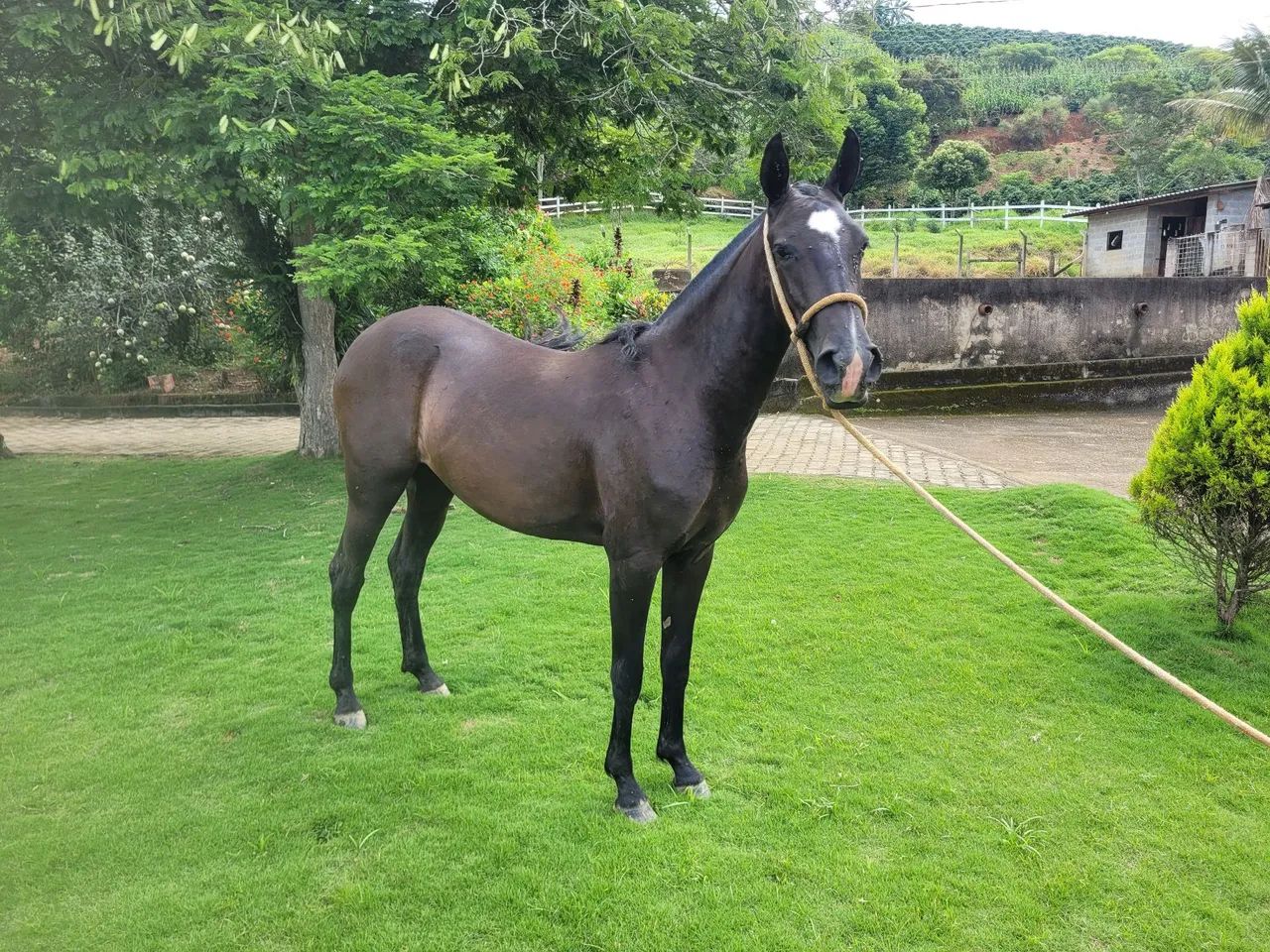 Potra negra  - Foto 6