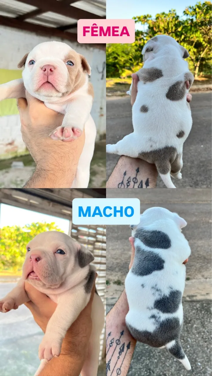 Filhotes de American Bully - Fêmea e Macho