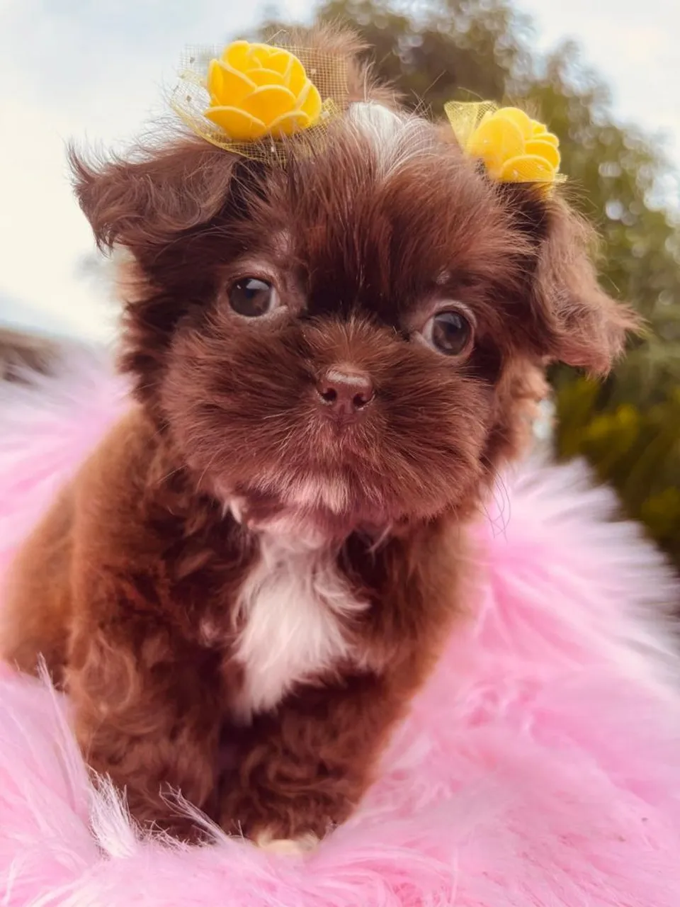 Shih Tzu Fêmea