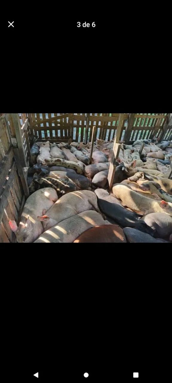 Vendo esses porcos preços variados 25kg a 60kg  - Foto 4