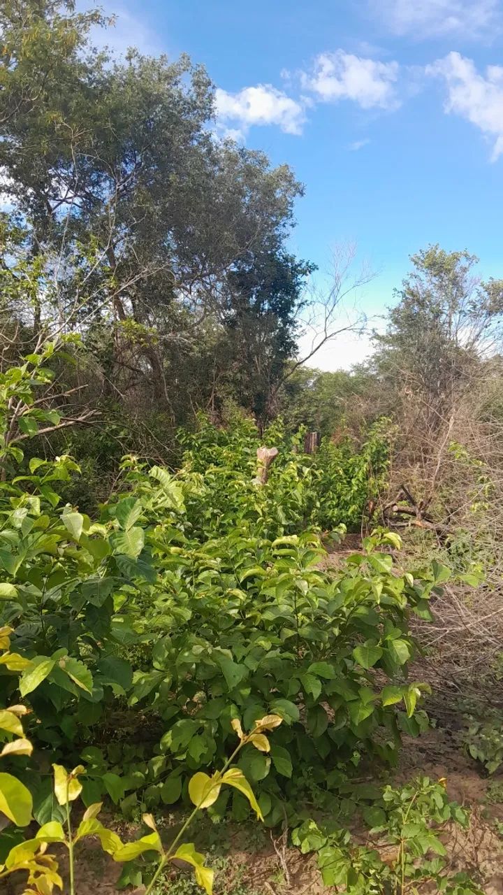 Fazenda a venda! - Foto 3