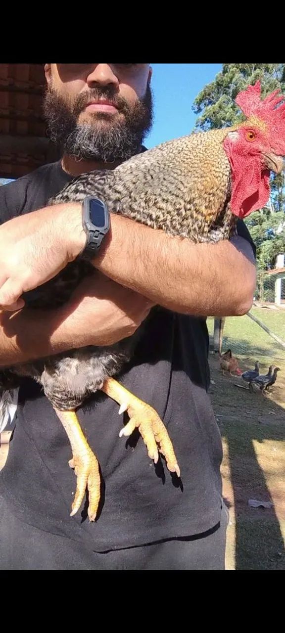 Vendo ou troco Galo Carijó  - Foto 3