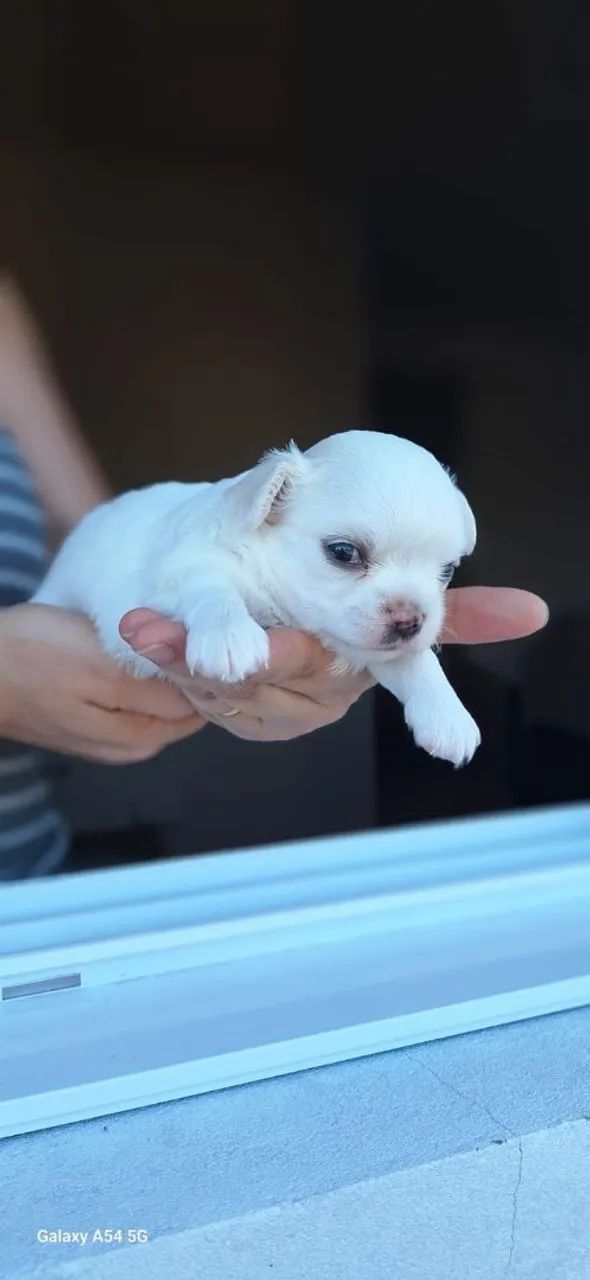 Filhotes chiuhahua pelo longo - Foto 6