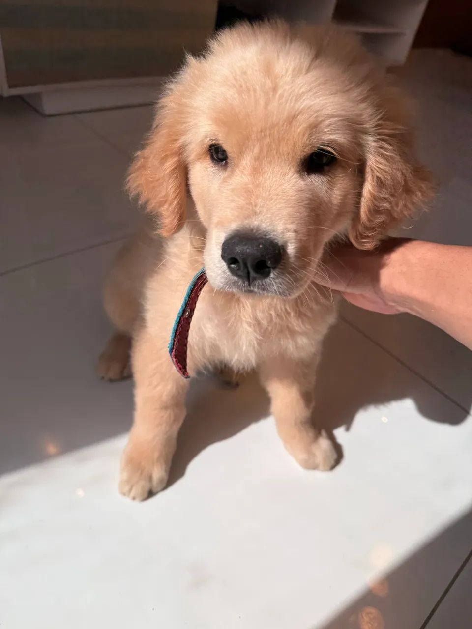 Goldem retriever 3 meses R$ 1.800