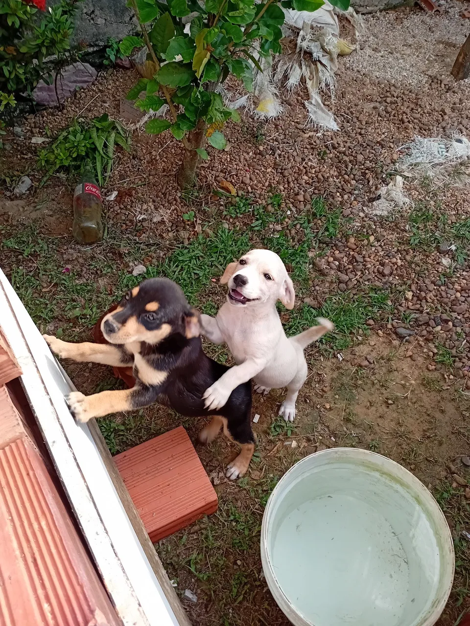Vira lata com salsicha