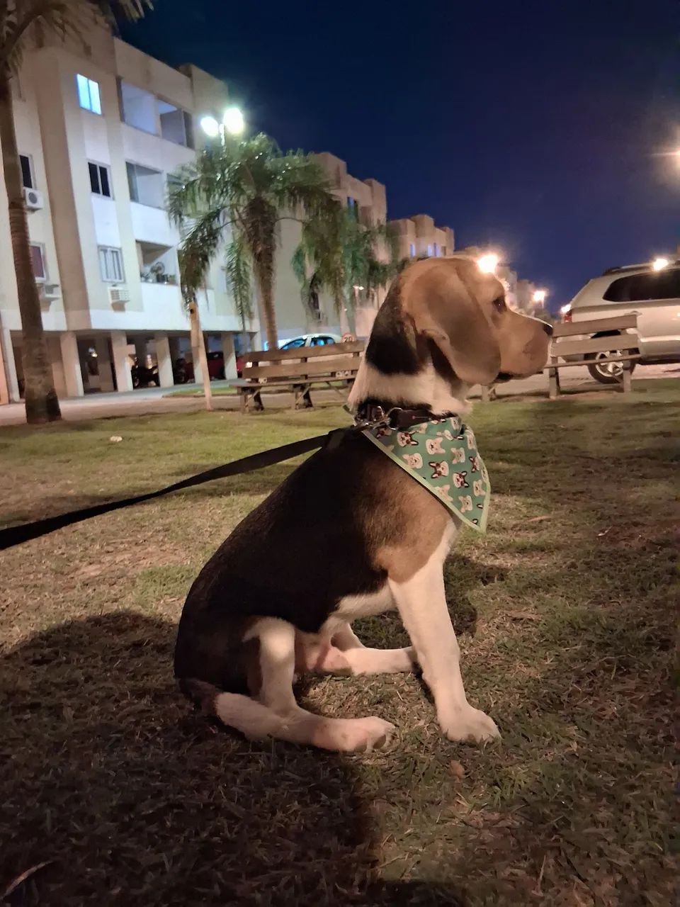 beagle filhote 5 meses