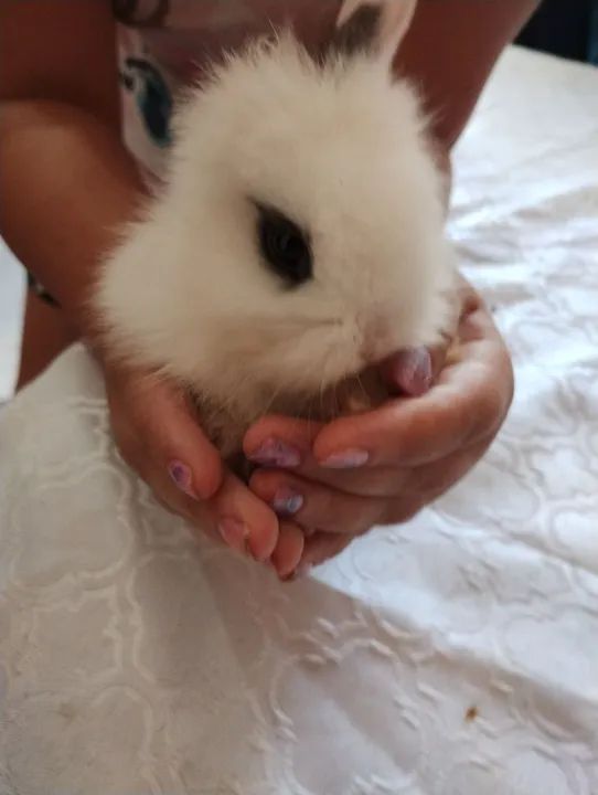 Coelhos Teddys - Foto 4