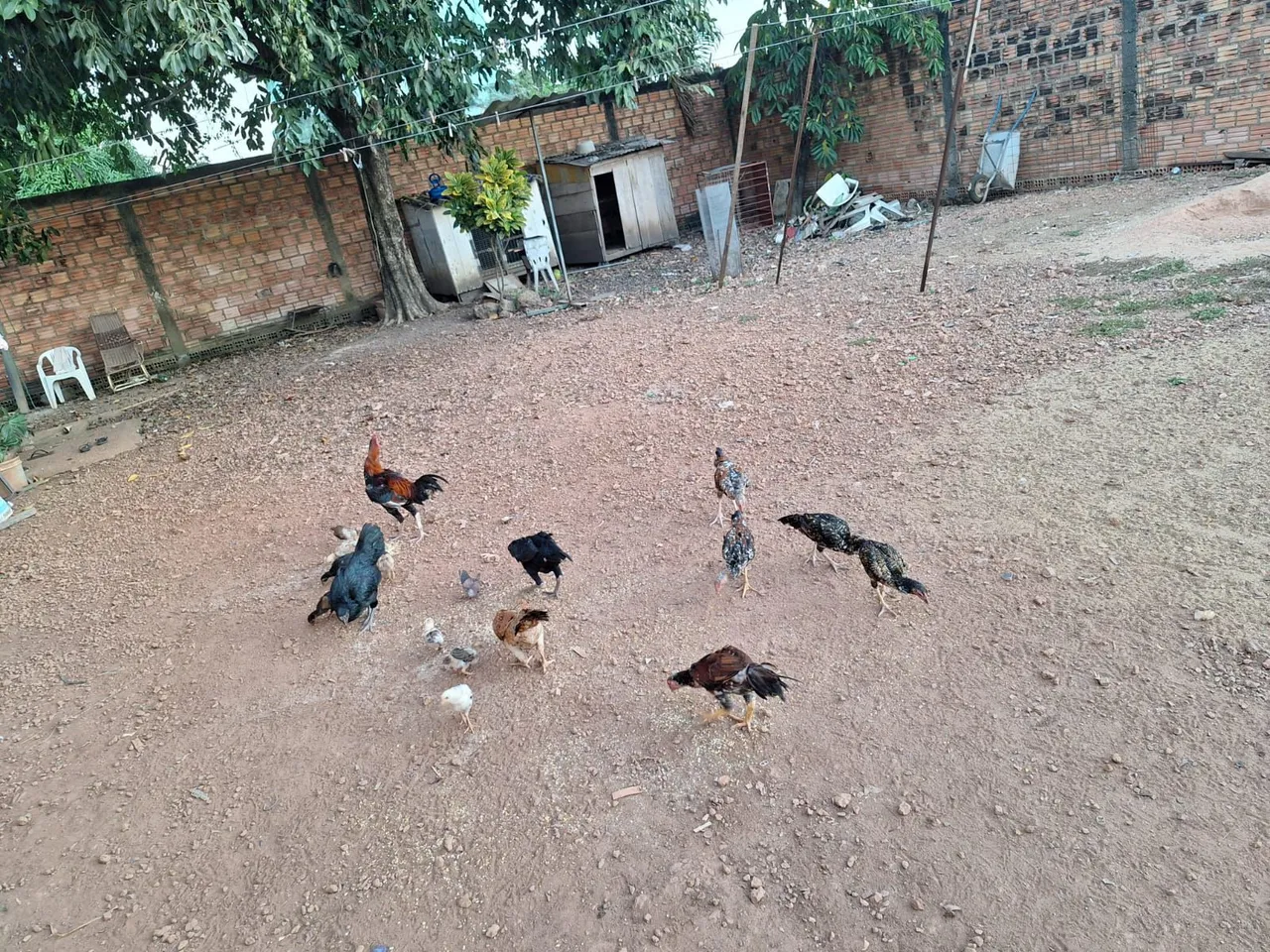 Galinhas pintinhos e Galos Caipiras