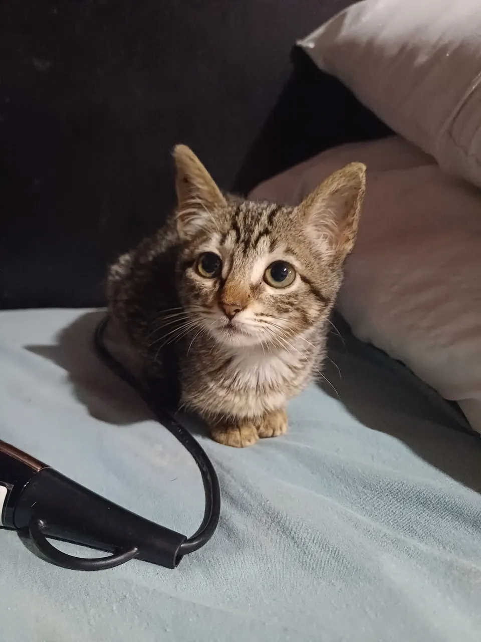 Gatinho filhote para adoção
