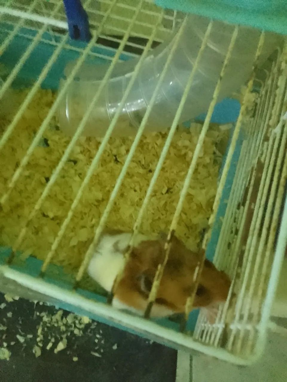 Hamster 