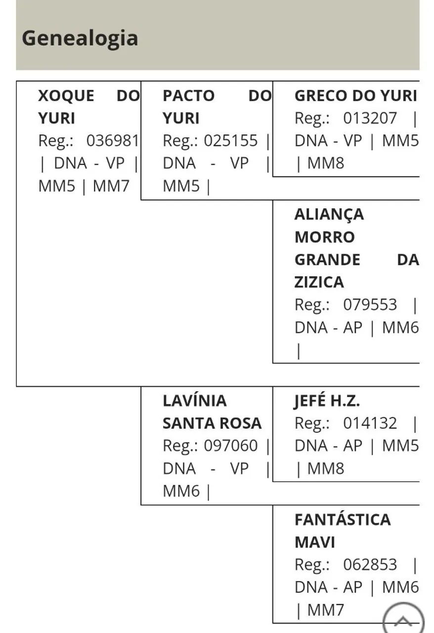 Cavalo  registrado  - Foto 5