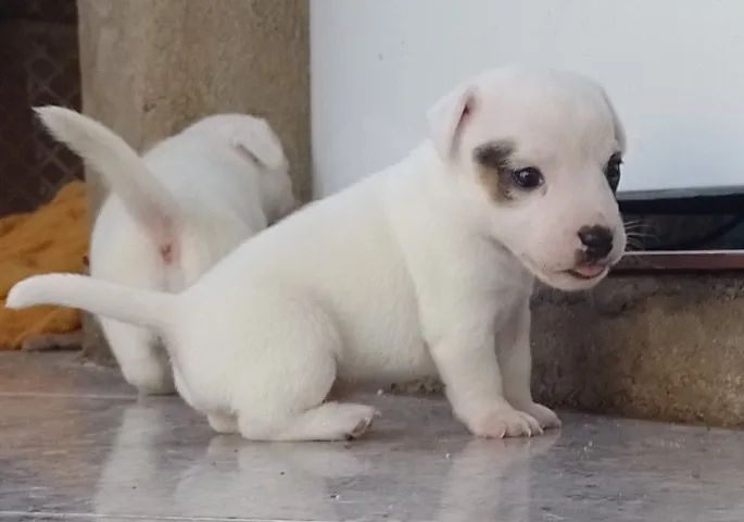 Filhotes machos de Jack Russell Terrier  - Foto 4