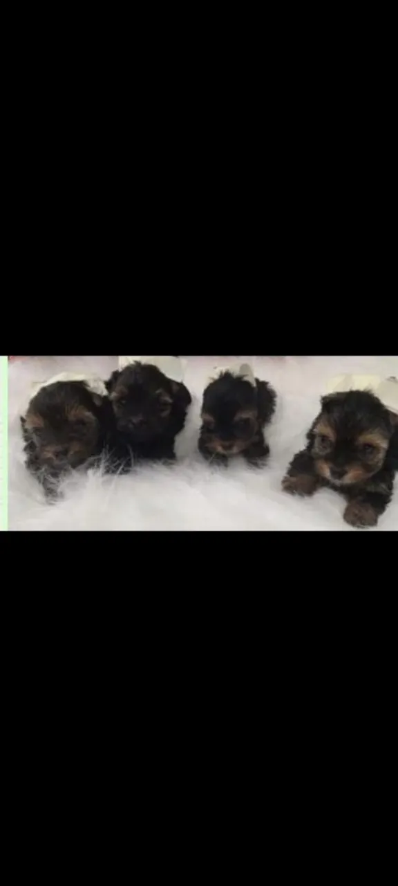 Filhotes de Yorkshire Terrier à venda