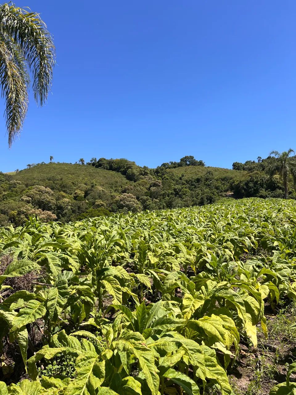 Chácara em Prudentópolis  - Foto 4