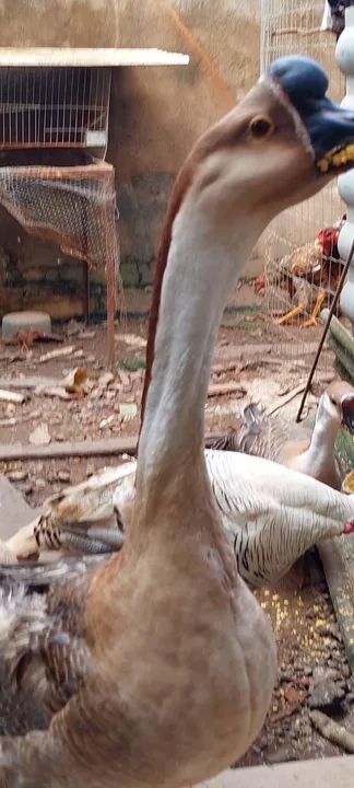 Lindo casal saudável já entrou na postura, - Foto 4