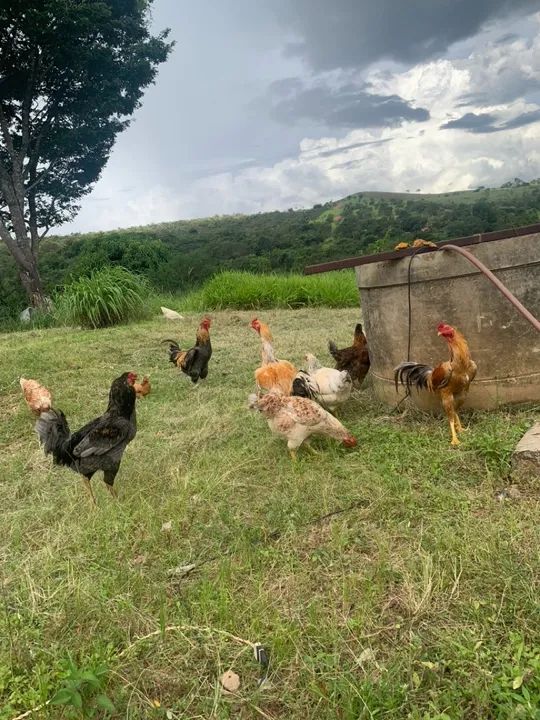 Galinhas e Galos - Caipiras  - Foto 2