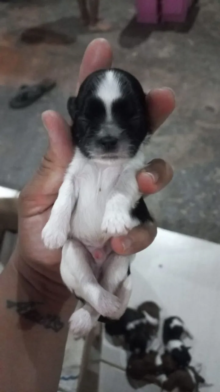 Filhote Shih Tzu Macho e 1 Femea. 