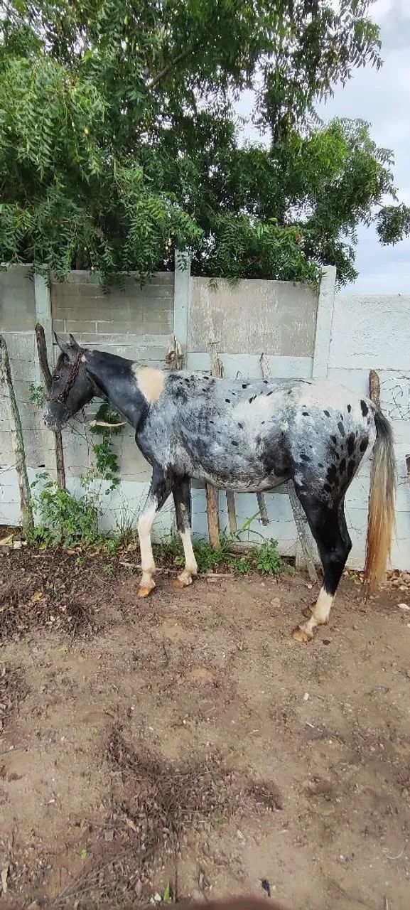 Potro marchador  - Foto 3
