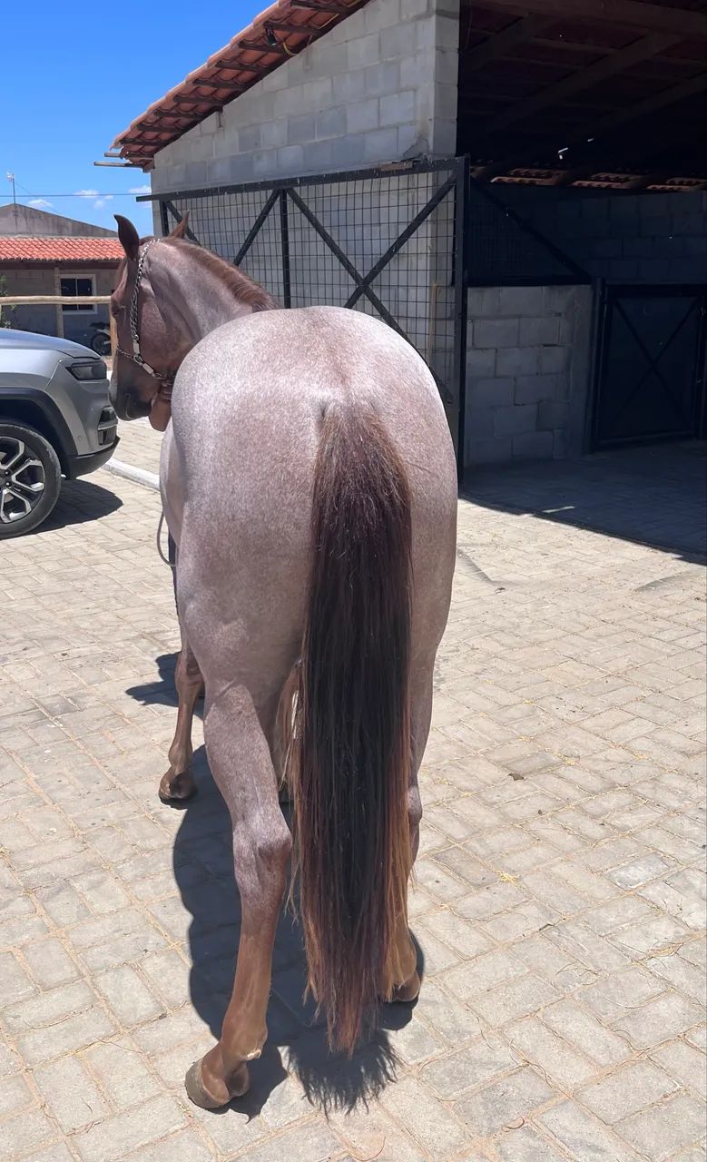 Potra Registrada Meio Sangue 