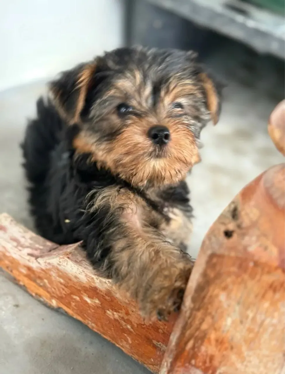 Yorkshire Terrier