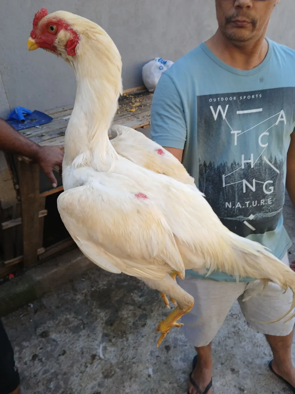 Frango indio