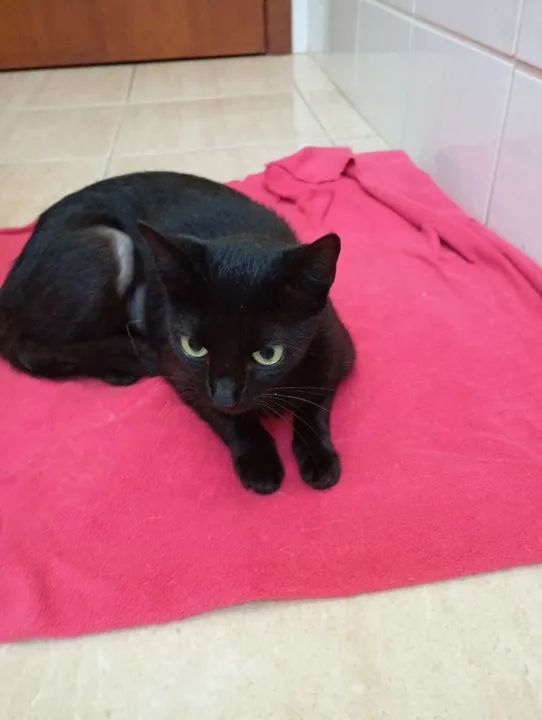 Gata preta linda para adoção somente lar telado - Foto 5