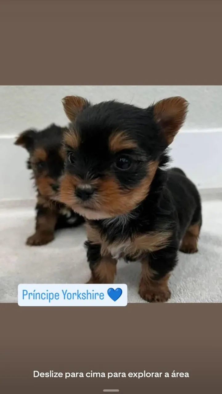 Yorkshire macho mini