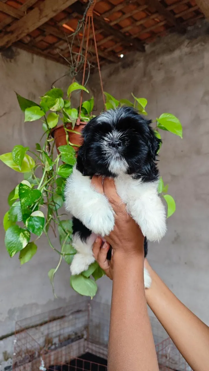 Filhote Shih Tzu