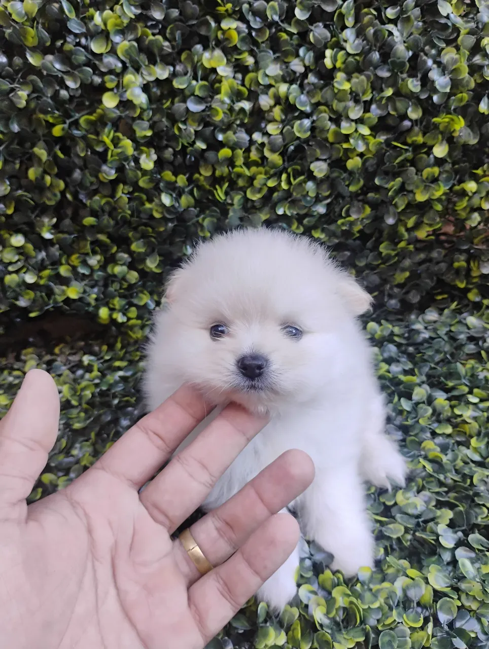 Filhote de cachorro Spitz alemão fêmea