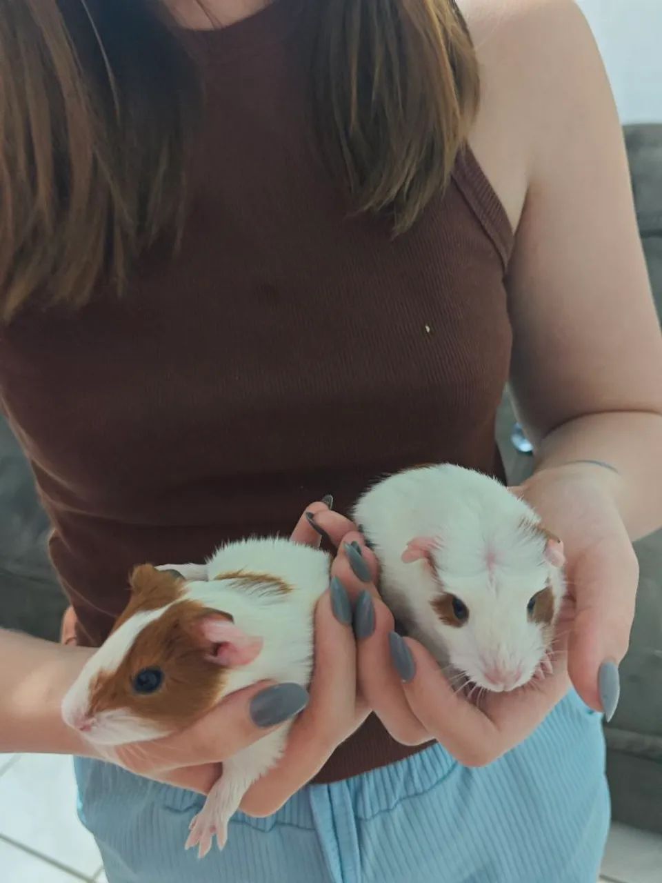 Lindos Porquinhos-da-Índia recém nascido