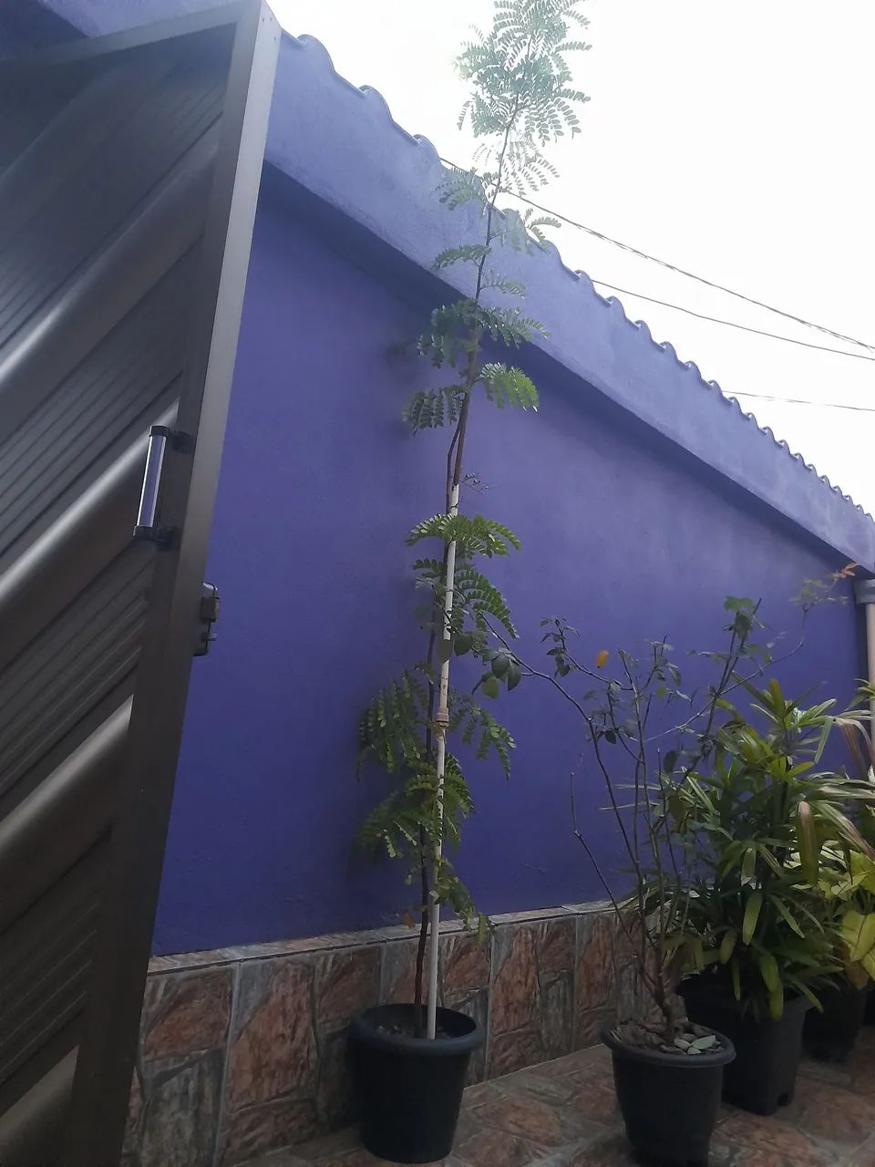Planta Pau-brasil . - Foto 2