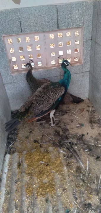 Venda de Pavões  - Foto 6