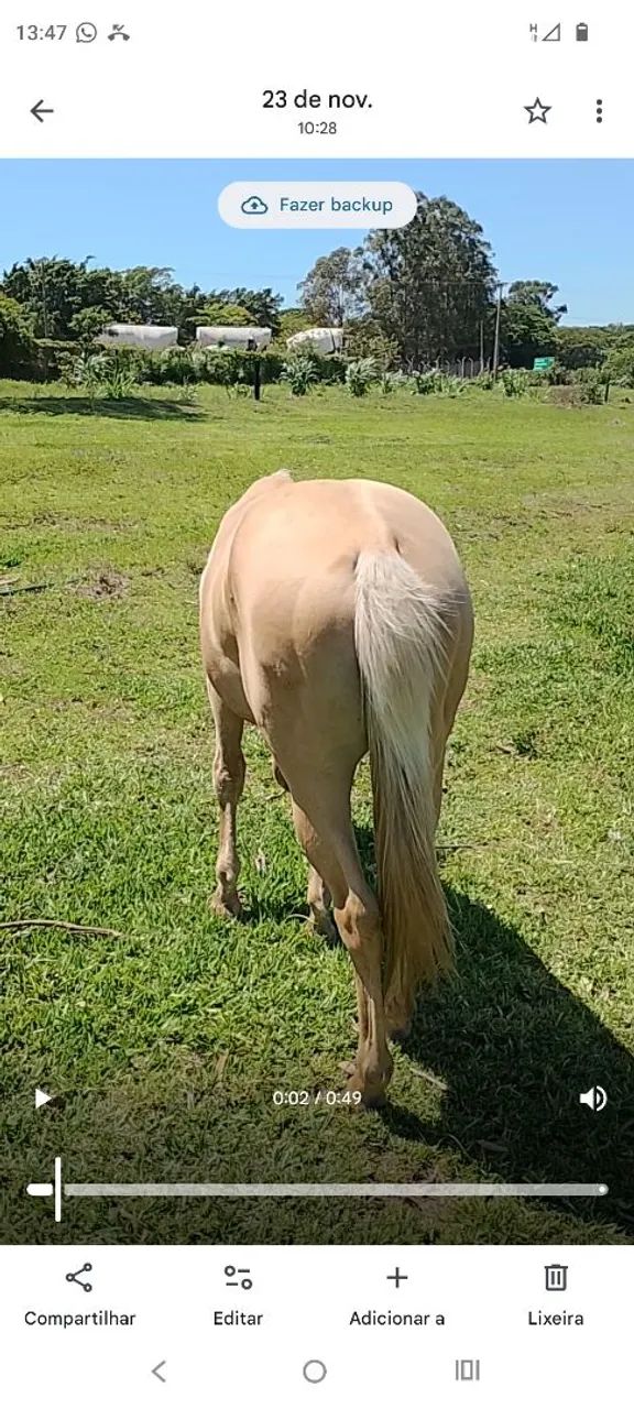 Potra Quarto de Milha a Venda  - Foto 2