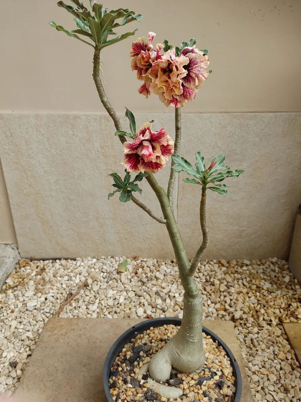 Rosa do deserto64305624404995121