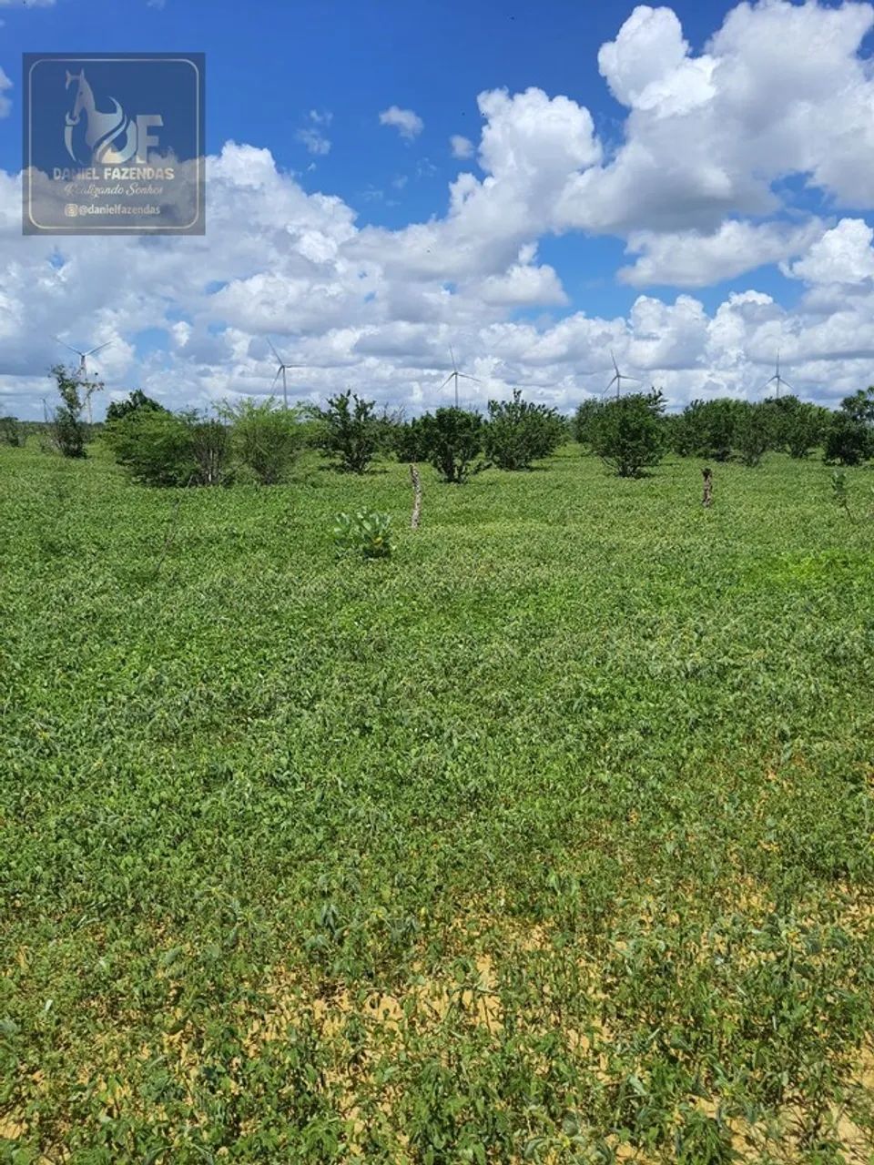 Fazenda com 45 hectares em jandaira com 2 poços tubulares 100% plana - Foto 2