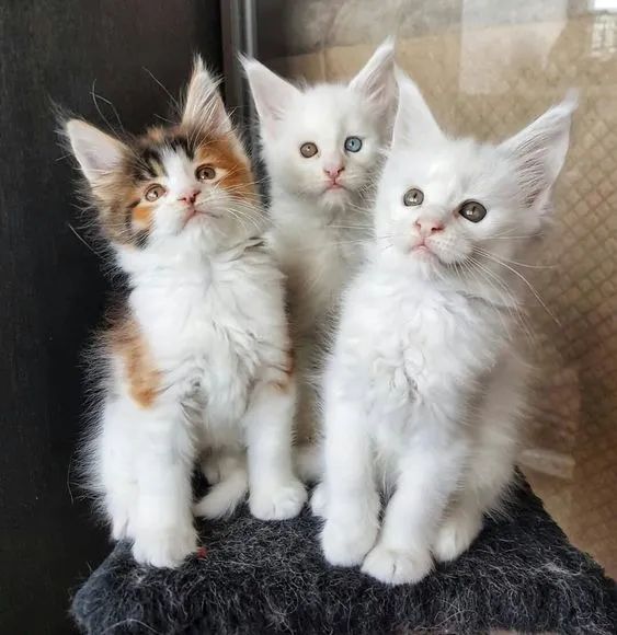 3 belos Maine Coon Disponível 