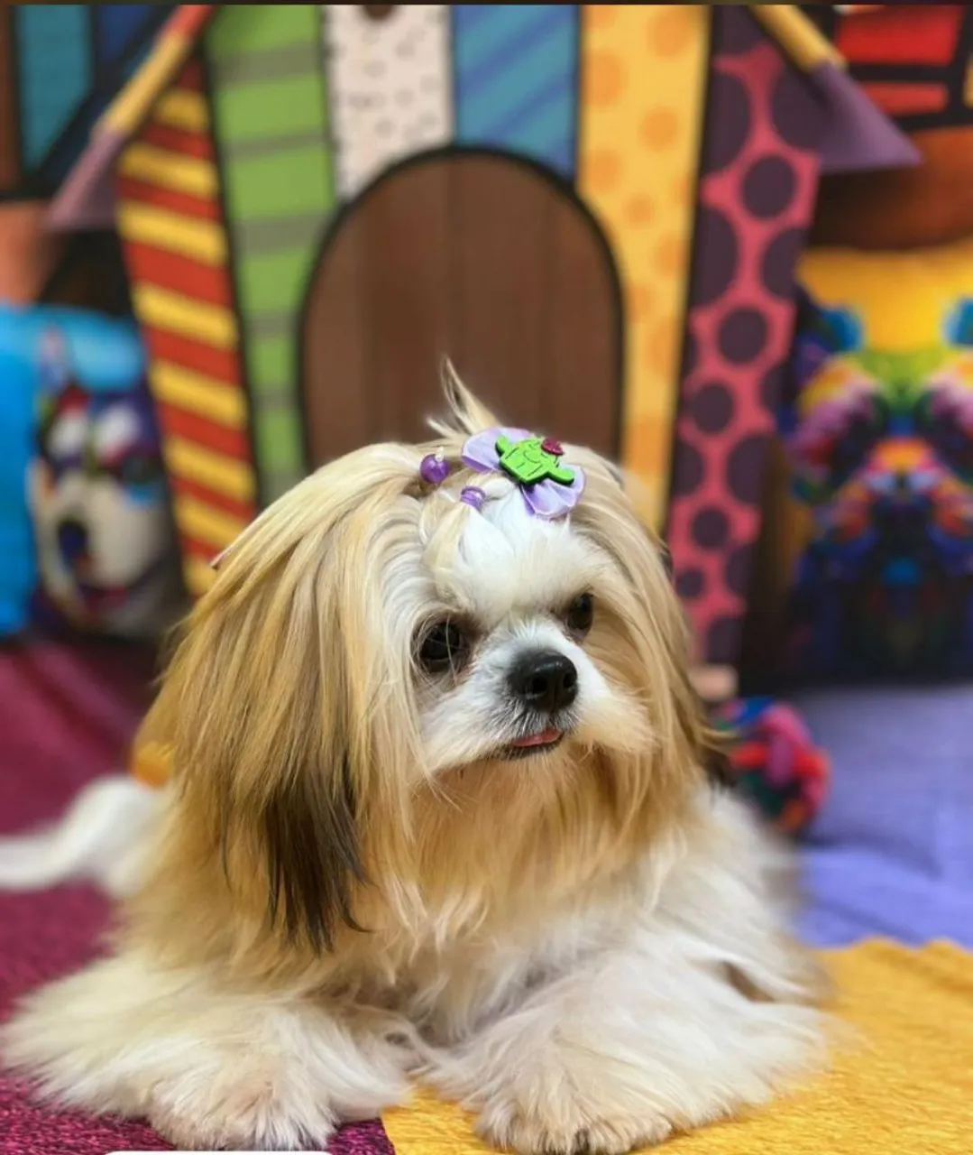 Shih Tzu fêmea linda e charmosa a venda