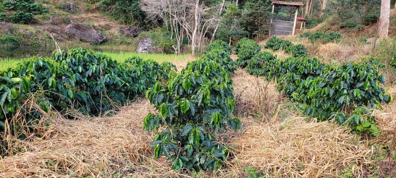 Sítio Produzindo Café - Escriturado - Domingos Martins ES - Foto 4