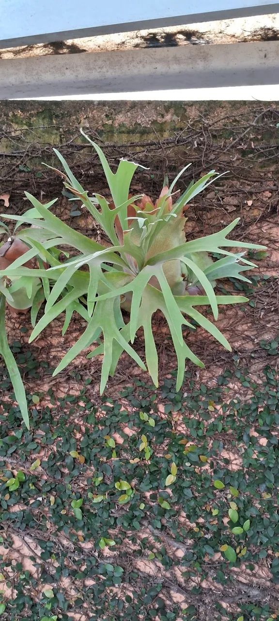 Planta verde para decoração - Foto 2