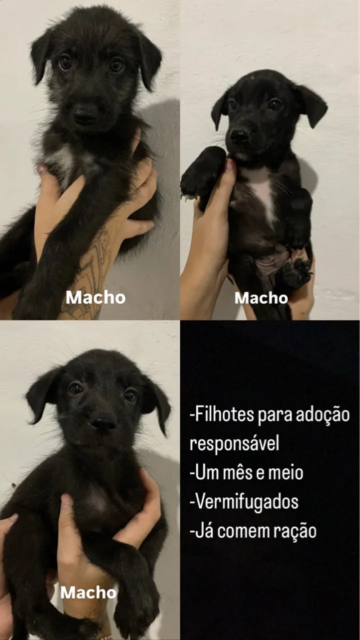 Filhotes Machos para Adoção Responsável