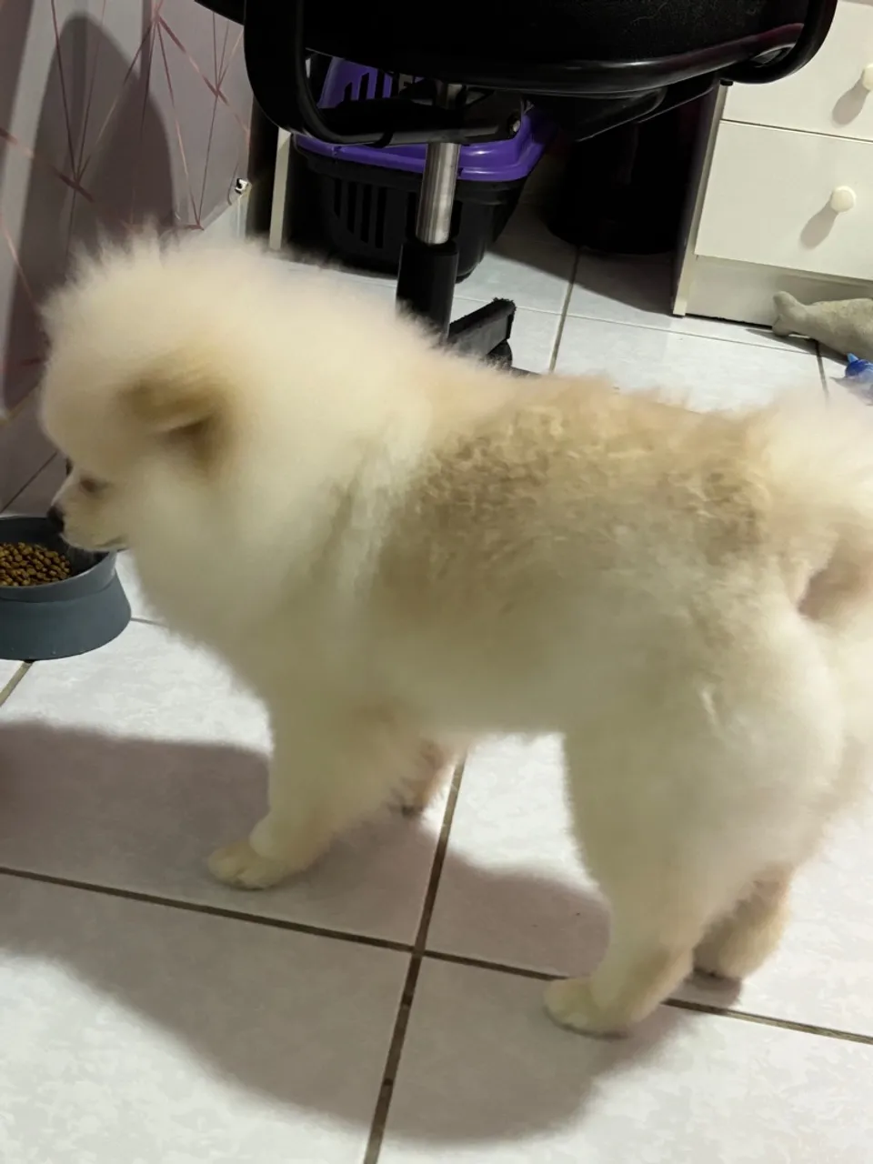 Filhote de Spitz Alemão - Fofo e Charmoso!